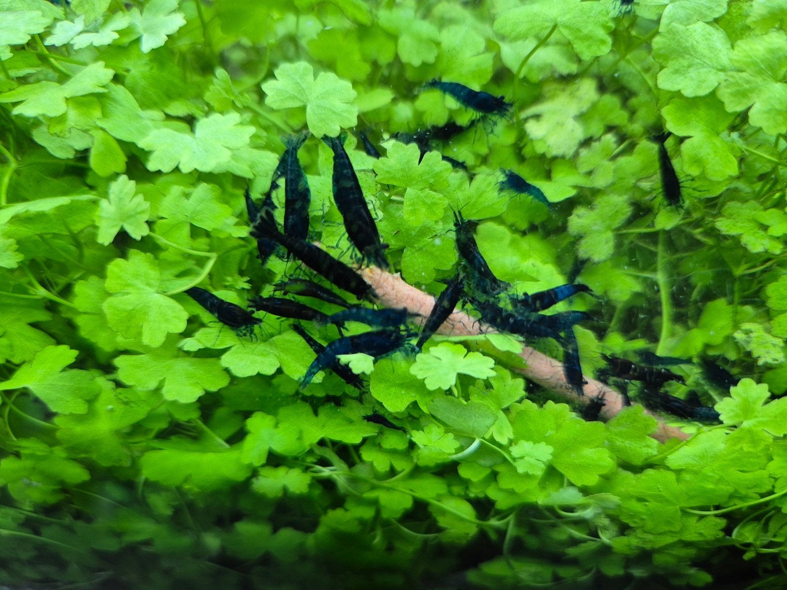 neocaridina garnalen blauw, Kreeft, Krab of Garnaal