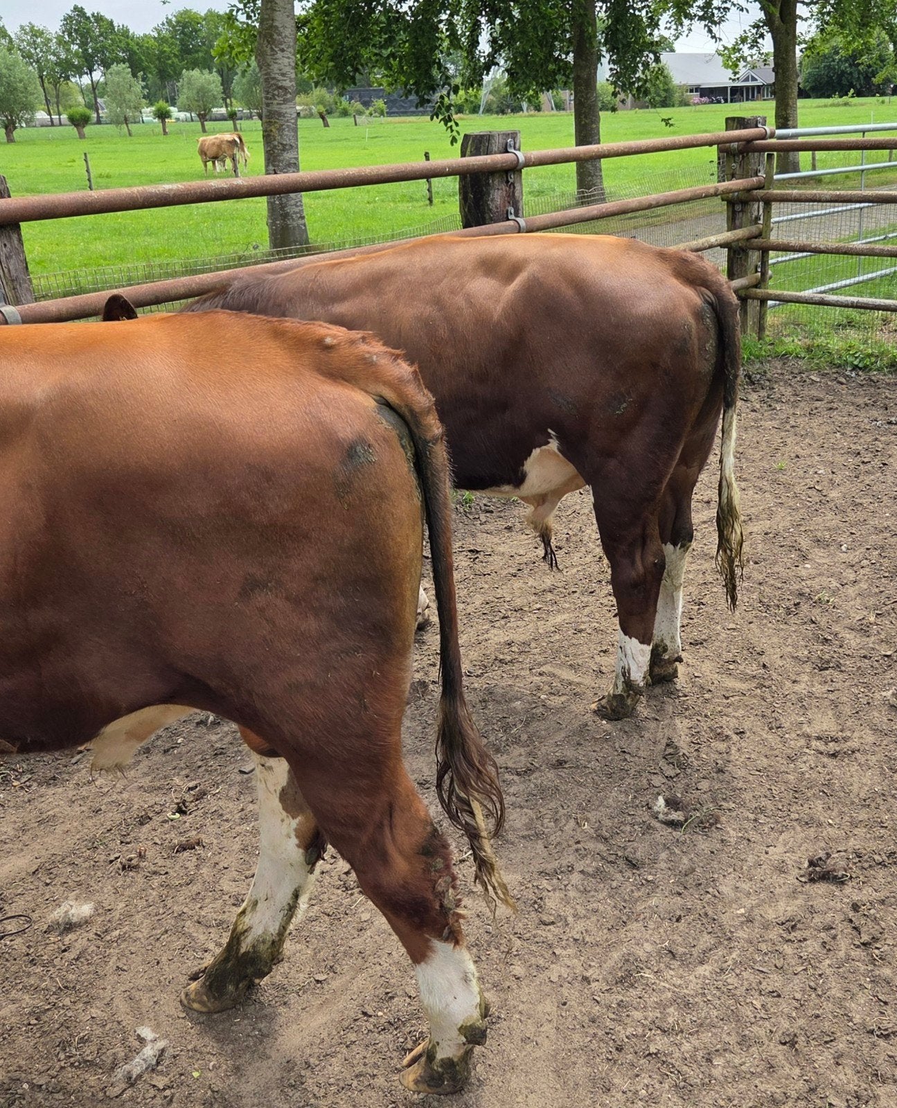 Te koop Brandrode dekstier, Dieren en Toebehoren, Runderen, Mannelijk
