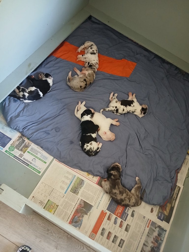 Duitse dog pups, Overige rassen, 8 tot 15 weken, Parvo, Meerdere