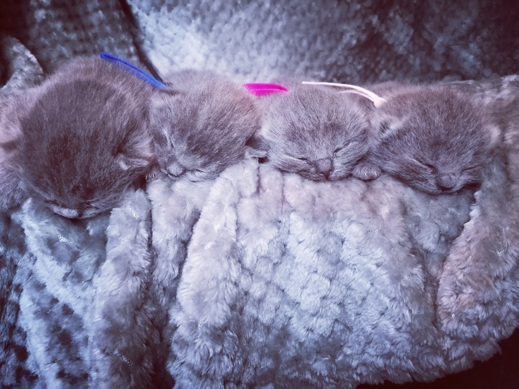 Lieve gevoelige kittens, Dieren en Toebehoren, Meerdere dieren, Ontwormd, 0 tot 2 jaar