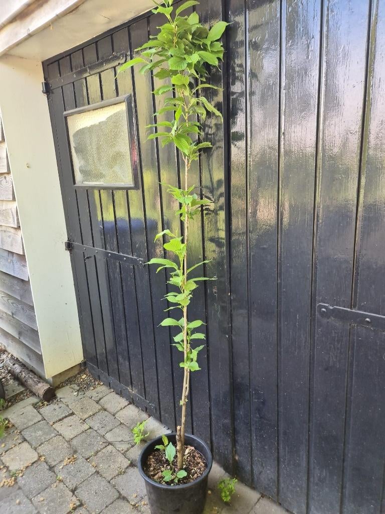 Japanse sierkers, 50% korting, Ophalen of Verzenden, Lente, 100 tot 250 cm, Zuilboom