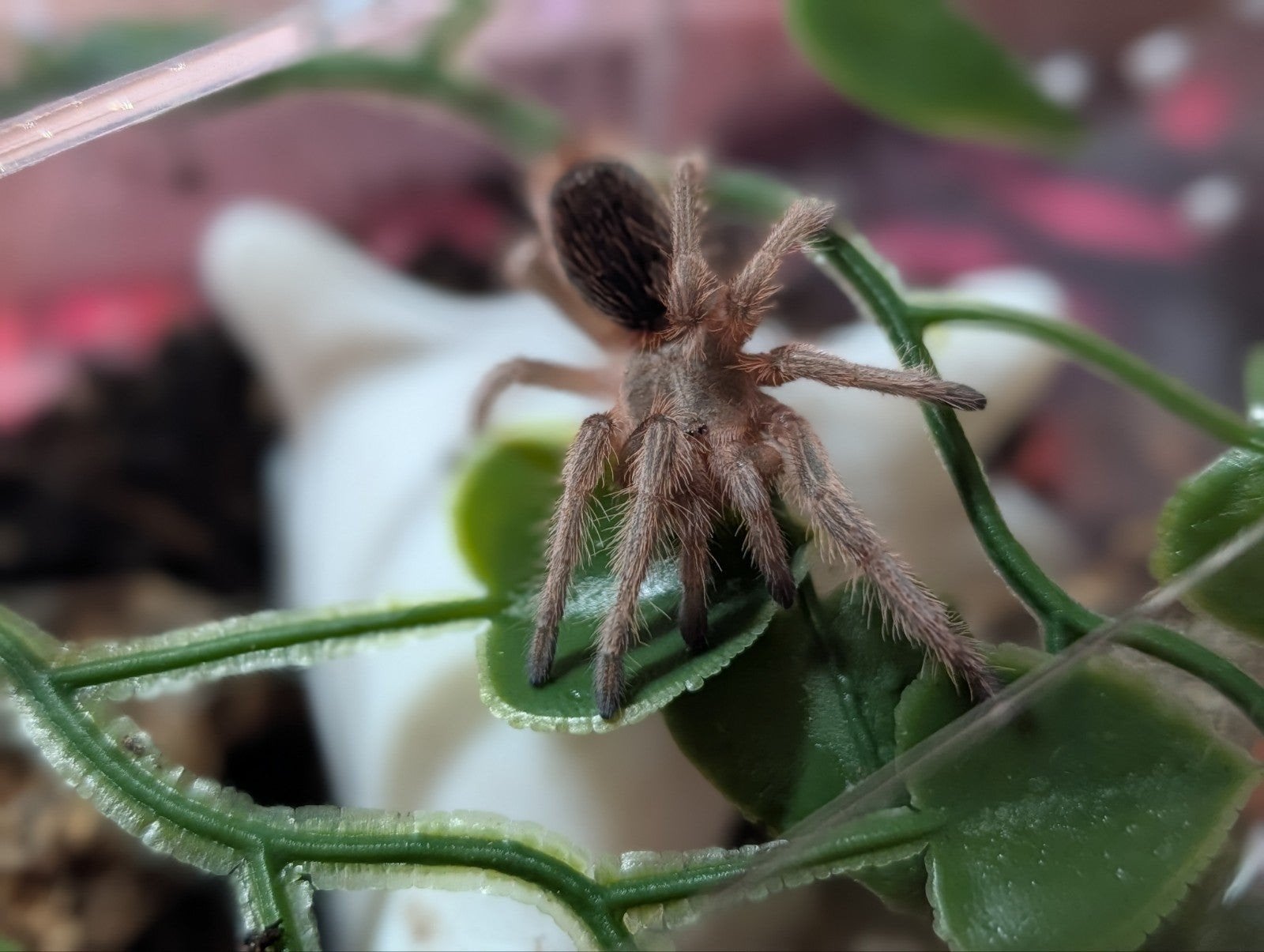 5 Tarantulas, Dieren en Toebehoren, Insecten en Spinnen