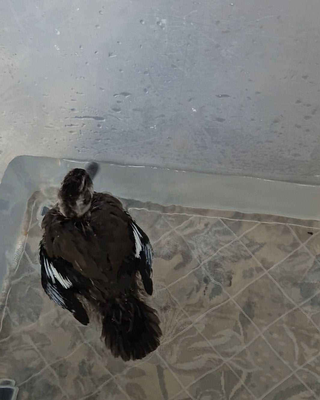 Roodschouder taling, 3 maanden jong., Dieren en Toebehoren, Pluimvee, Vrouwelijk, Eend