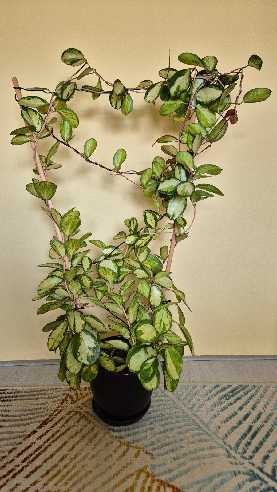 Grote Hoya Australis Lisa met pot, 95cm, Ophalen, Vaste plant, Halfschaduw, Klimplanten