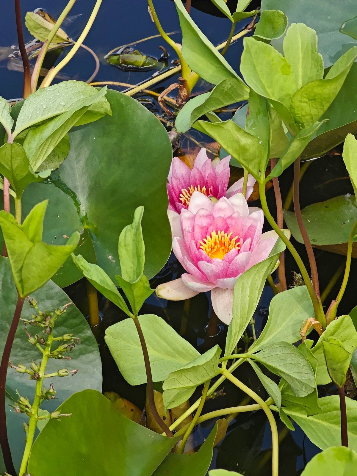 Roze waterlelies in pot, Tuin en Terras, Ophalen