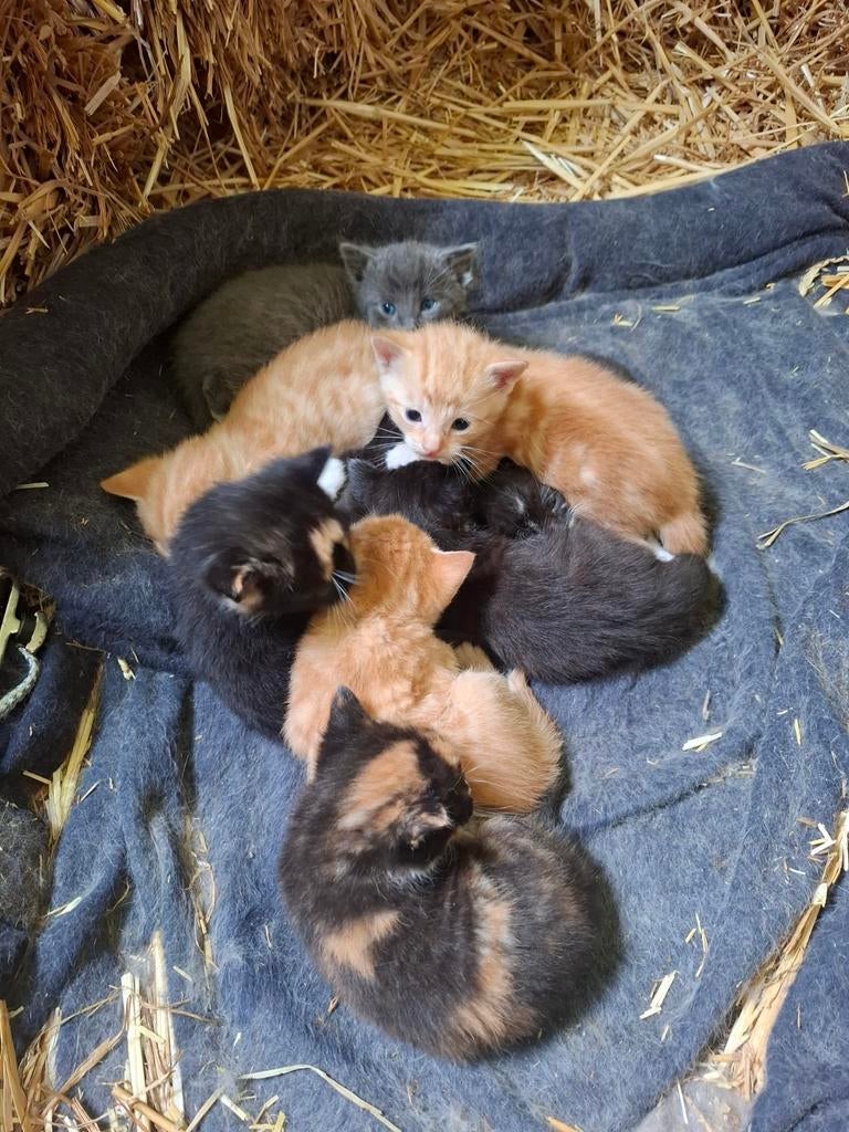 Kittens te koop., Dieren en Toebehoren, Meerdere dieren