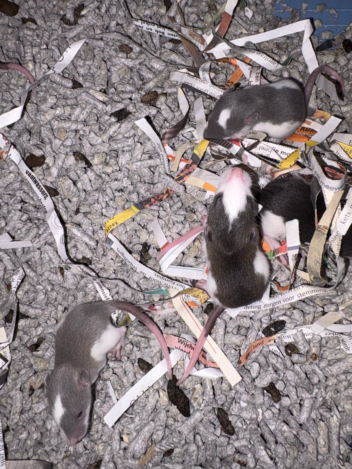 Hele lieve rittens te koop, Dieren en Toebehoren, Knaagdieren, Rat, Juli, Meerdere dieren, Tam