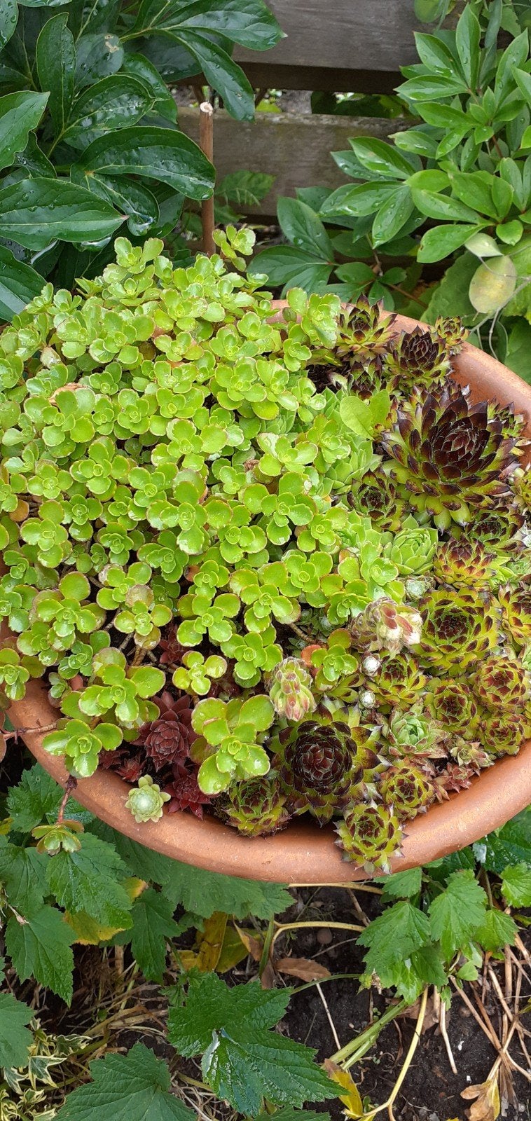 Stenen schaal met diverse sedum plantjes, Tuin en Terras, Bloembakken en Plantenbakken, Ophalen, Gebruikt, Minder dan 30 cm, Minder dan 60 cm