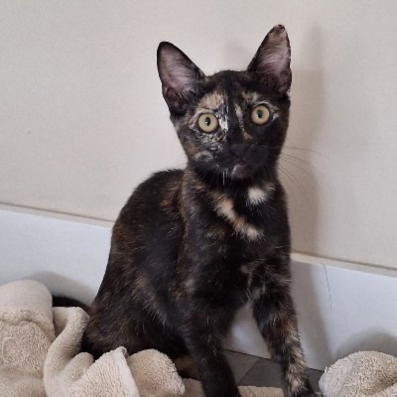 ACE: Lucia heeft graag een vriendje  in haar nieuwe thuis, Poes, Kortharig, 0 tot 2 jaar