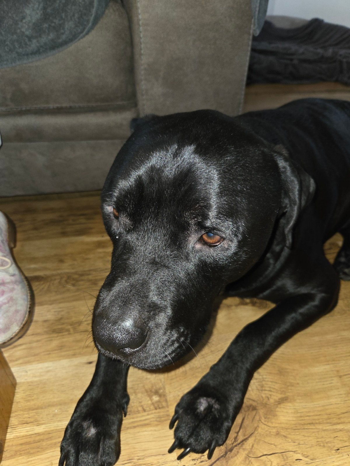 Lieve Gijs zoekt nieuw baasje, Dieren en Toebehoren, Honden | Niet-rashonden, Reu, Eén hond, 3 tot 5 jaar, Nederland