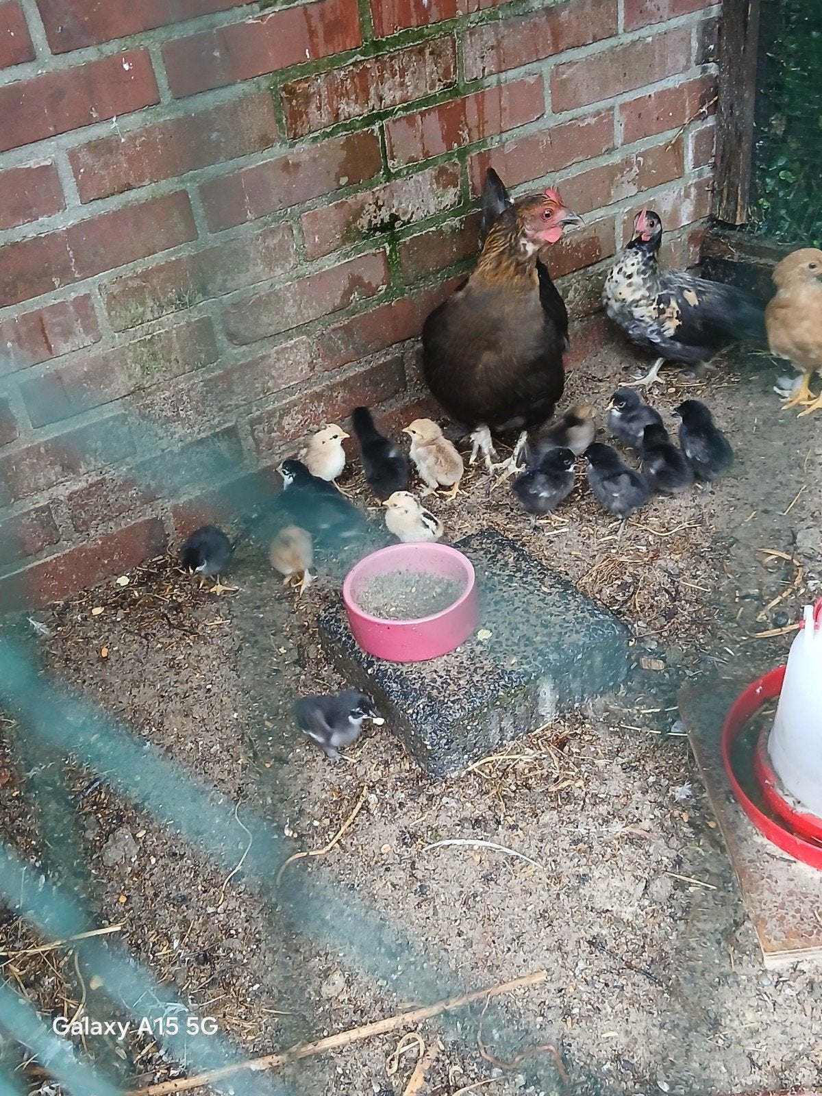 kriel hanen te koop 3 euro per stuk, Meerdere dieren, Kip