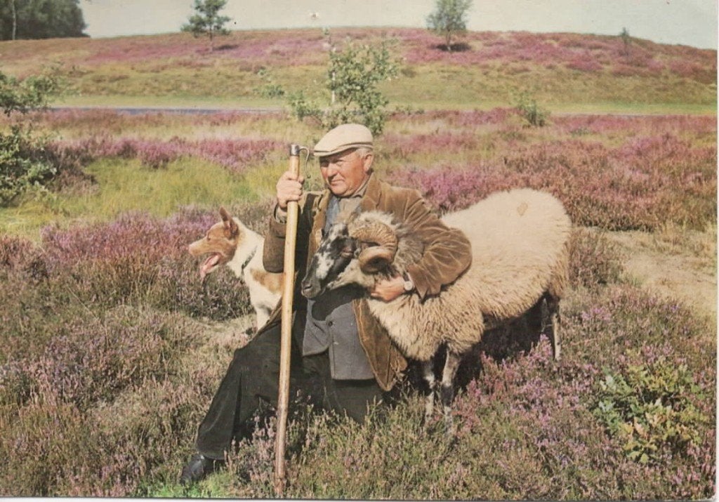 Ansichtkaart Schaapsherder, Dwingeloo?, Ophalen of Verzenden, 1960 tot 1980, Gelopen, Drenthe
