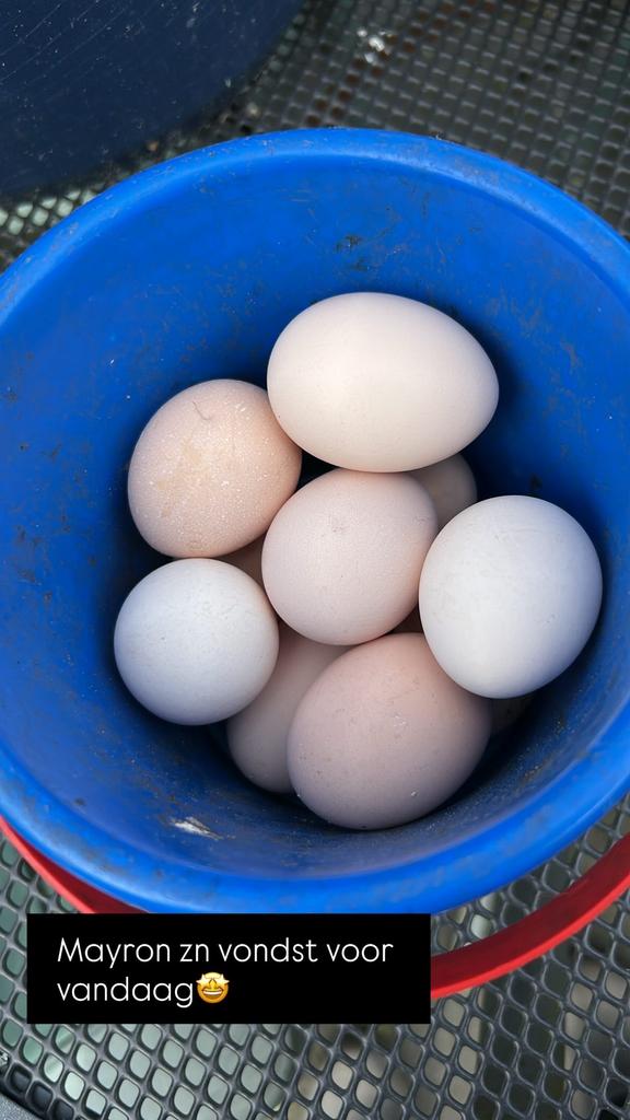 Verse scharrel krielkippen eieren, Dieren en Toebehoren, Pluimvee | Toebehoren, Nieuw, Overige typen, Ophalen