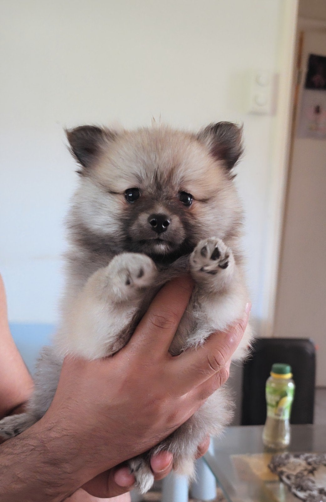 ️ Pomeriaan puppy's zoeken een liefdevol thuis, Dieren en Toebehoren, Honden | Chihuahua's en Gezelschapshonden, Parvo, Overige rassen