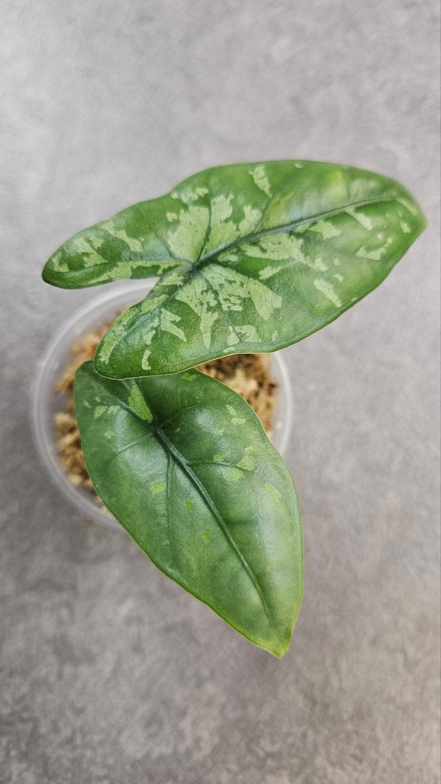 Alocasia heterophylla 'Shattered Glass', Ophalen of Verzenden, Halfschaduw, Minder dan 100 cm