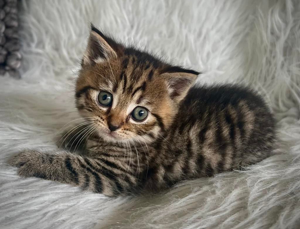 Mooie kittens, Dieren en Toebehoren, Katten en Kittens | Overige Katten, Kortharig, Meerdere dieren, 0 tot 2 jaar