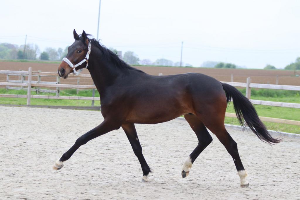 Veelbelovende 2-jarige hengst met topafstamming, Met stamboom, Dressuurpaard, 0 tot 2 jaar, Hengst