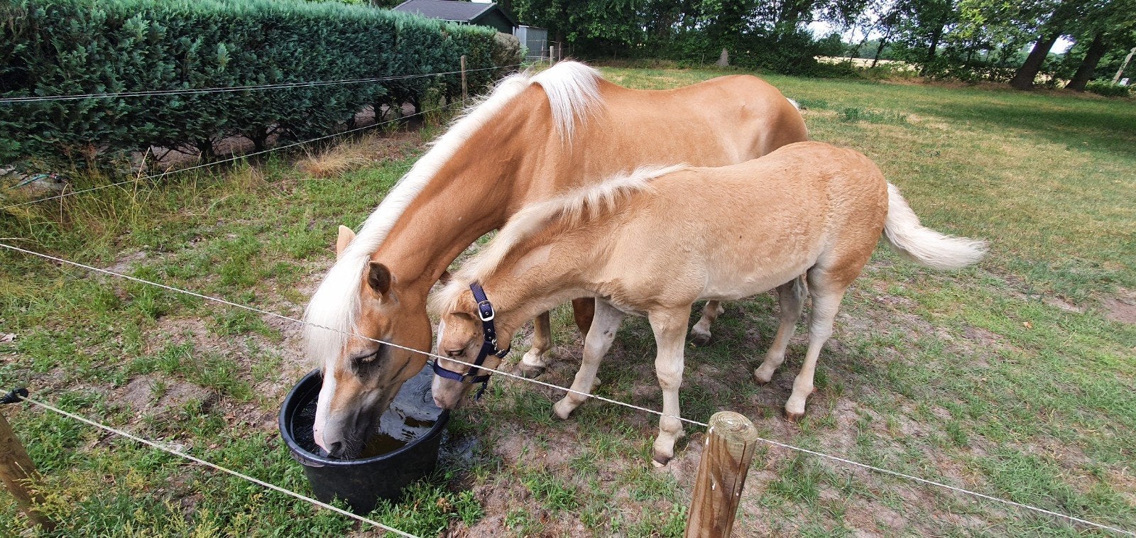 Haflinger Hengstfohlen, Hengst, Met stamboom