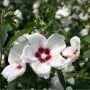 gratis ophalen enkele tuin planten, Ophalen, Volle zon