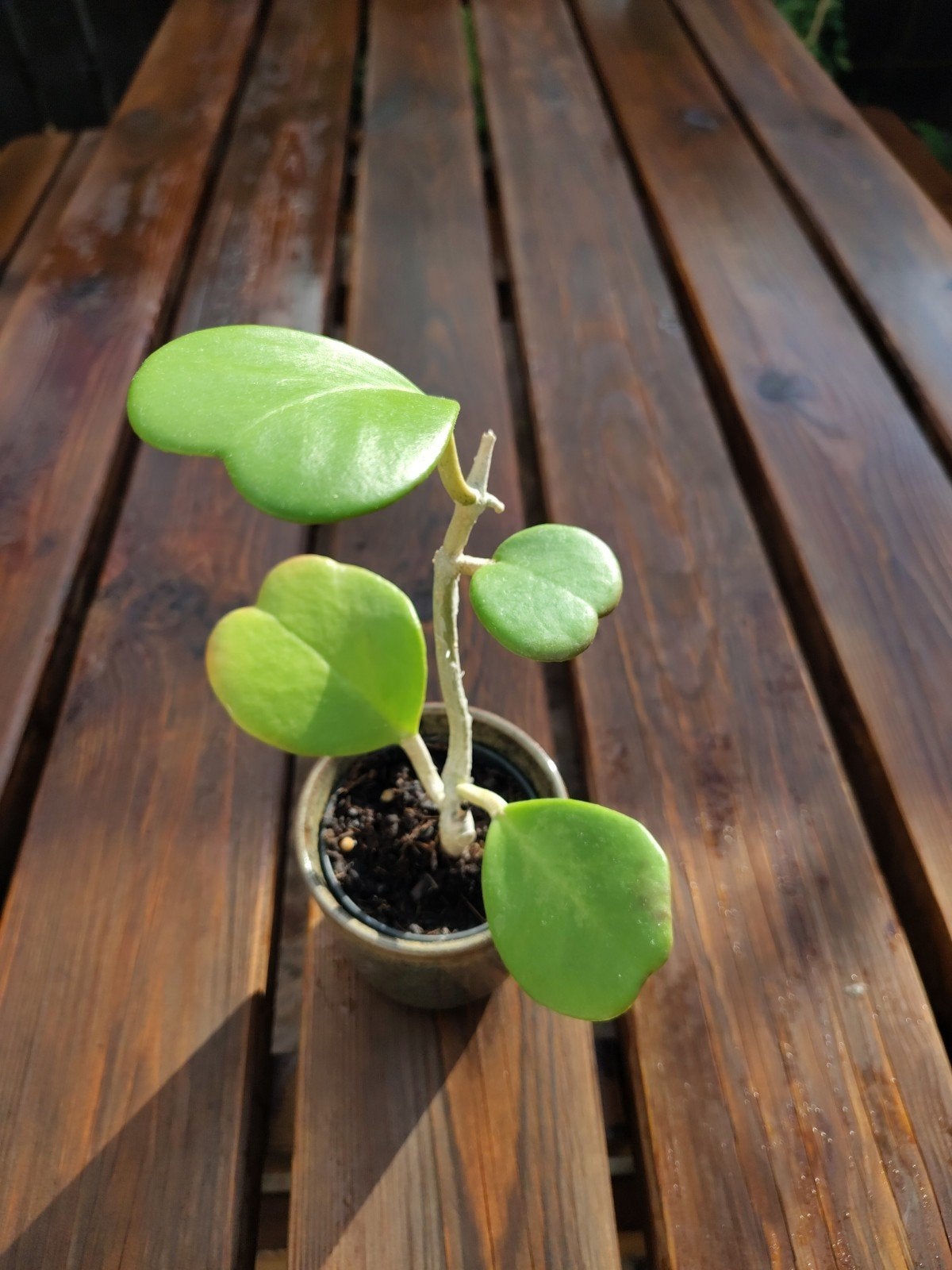 Hoya Kerrii gewortelde stek