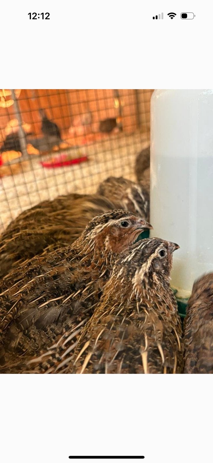 Japanse kwartels, Meerdere dieren, Overige soorten