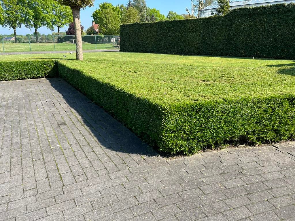 Lonicera nitida Elegant, Tuin en Terras, Ophalen, Overige soorten, Minder dan 100 cm