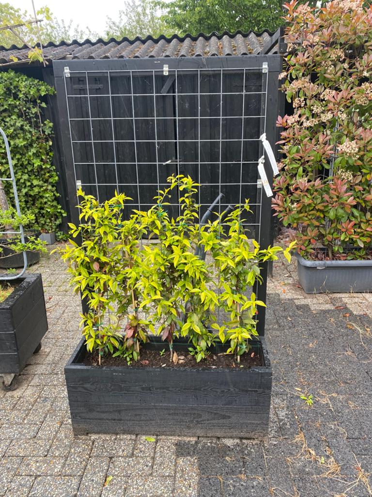 Plantenbakken op maat gemaakt met Toscaanse jasmijn100x40x40, Ophalen of Verzenden, Laurier, 100 tot 250 cm