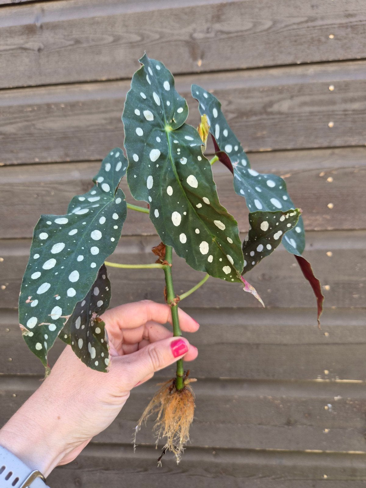 Gewortelde stek Begonia Maculata (Stippenplant), Ophalen, Minder dan 100 cm