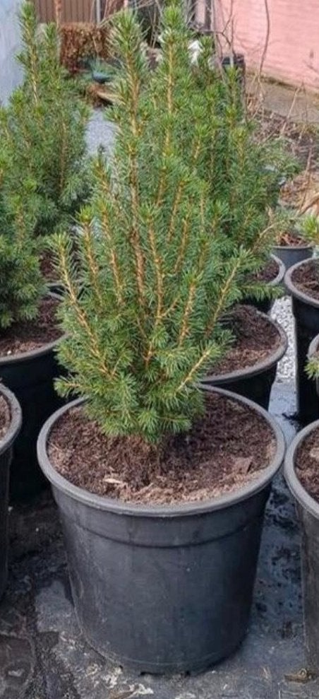 Te koop picea glauca Boompjes hoogte is 30 cm DE ALLE LAASTE, Ophalen, Vaste plant, Overige soorten