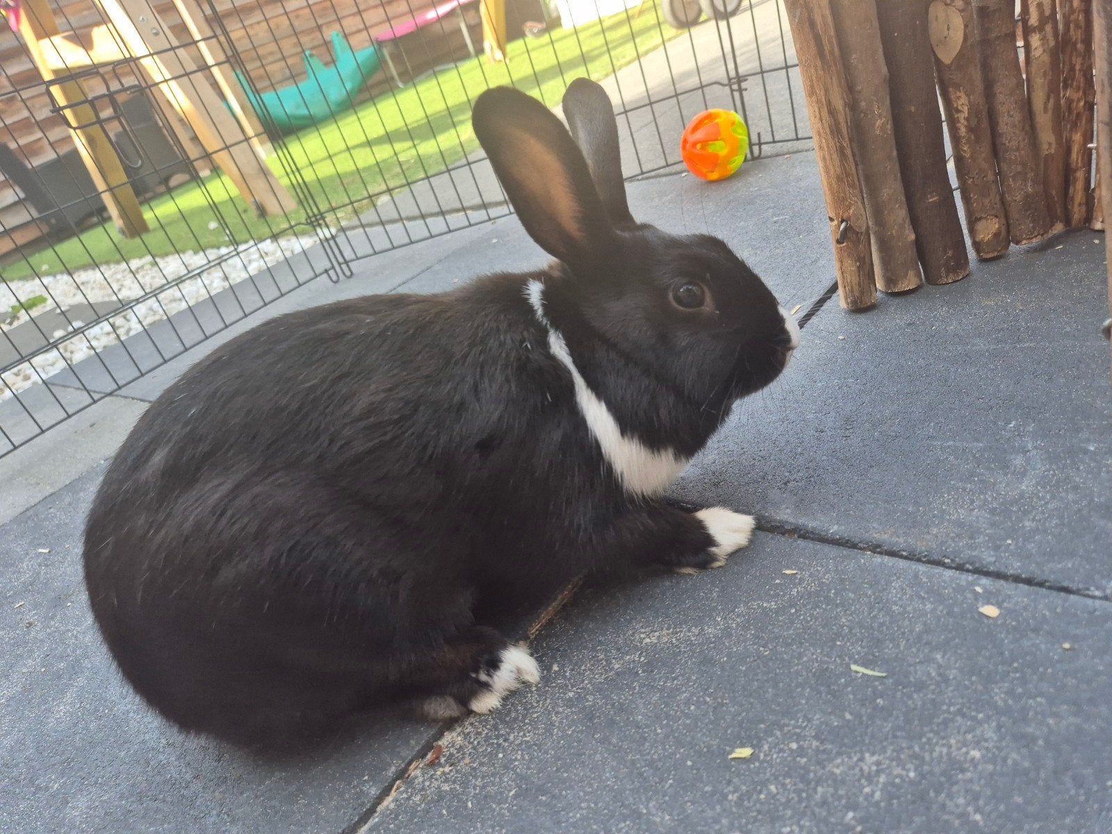 lieve konijntjes, Dieren en Toebehoren, Konijnen, Meerdere dieren, Middelgroot, 0 tot 2 jaar