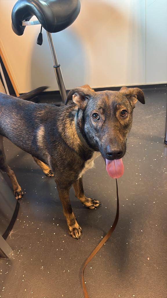 Jessie - mix herder Griekenland - reu 1 jaar - gecastreerd, Dieren en Toebehoren, Honden | Niet-rashonden, Particulier, Reu, 1 tot 2 jaar