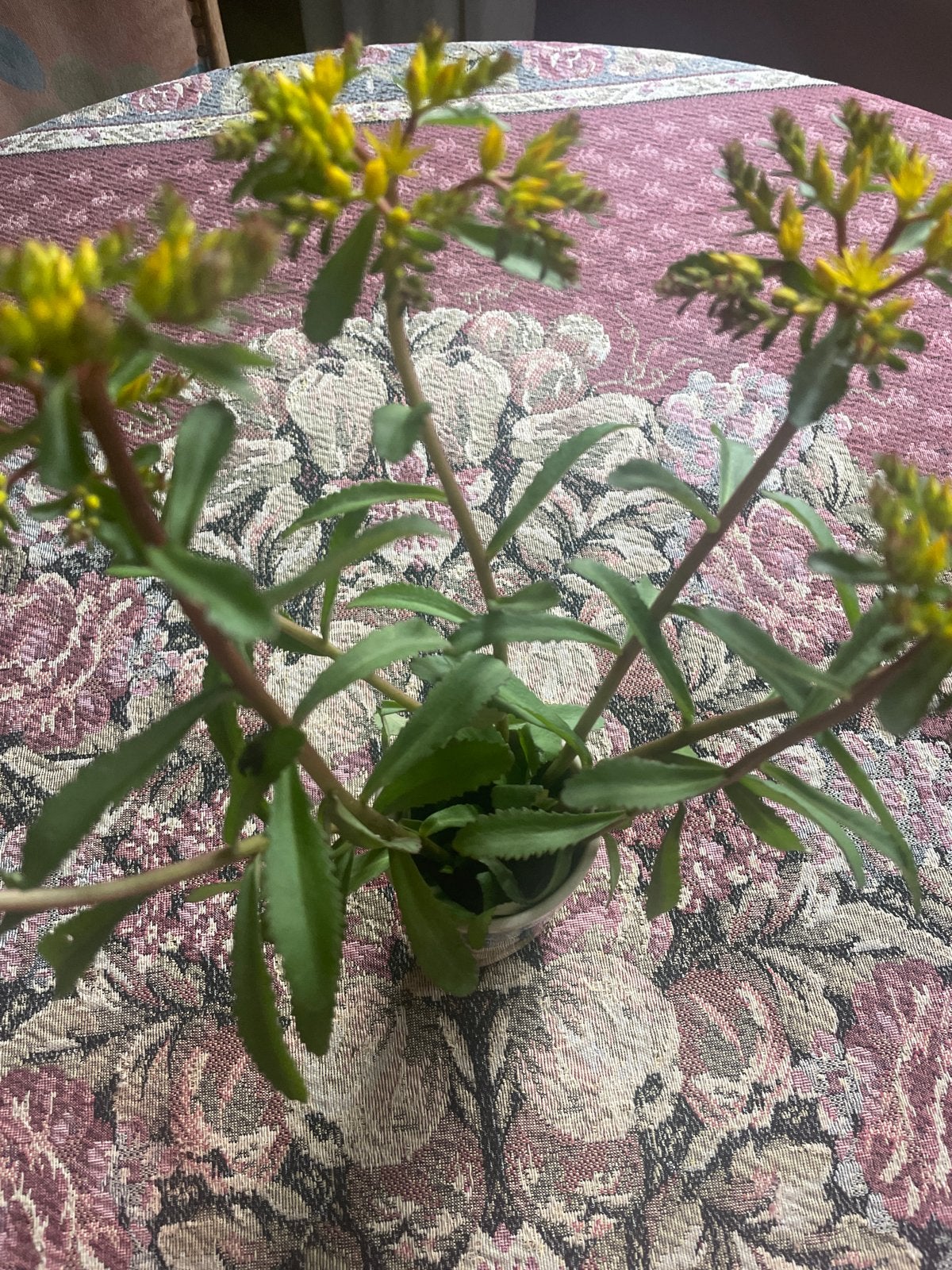 Kalanchoë: Prachtige plant en snijbloem, Volle zon, Vaste plant, Zomer, Ophalen