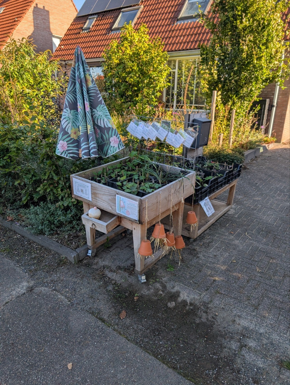 Laatste vaste planten aan de weg aangeboden vanaf €0,50, Ophalen, Vaste plant, Overige soorten, Volle zon