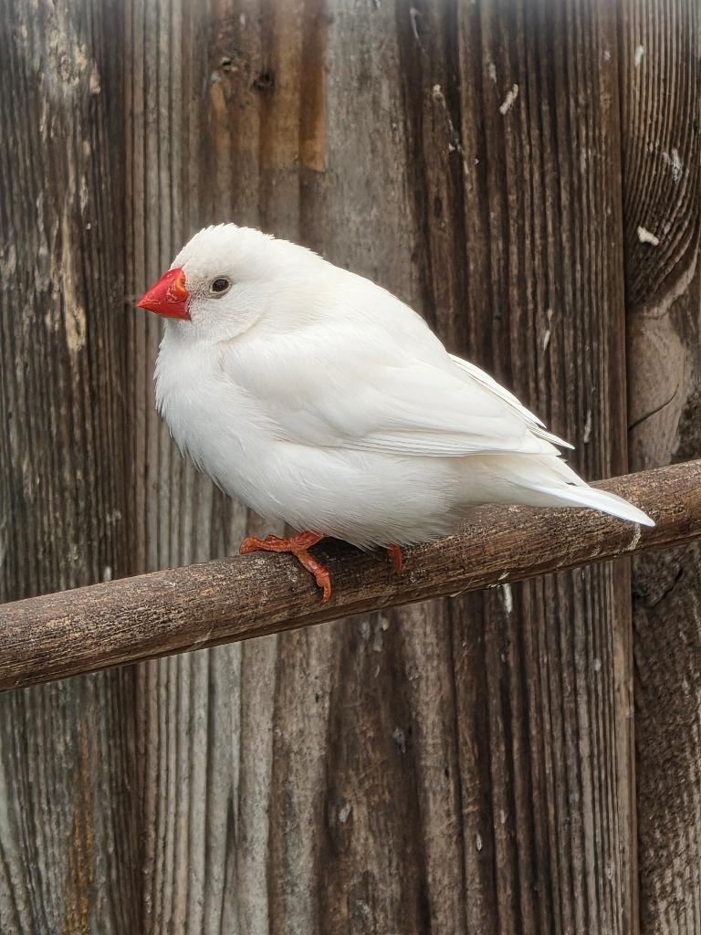 zebravink, Ophalen, Zo goed als nieuw, Speelgoed