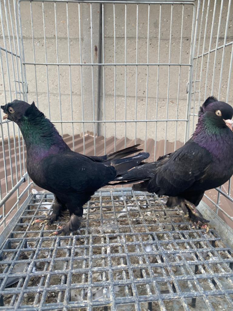 Takla arap carka tekkeli ,arka tekke on güllü, Dieren en Toebehoren, Vogels | Duiven, Meerdere dieren, Postduif
