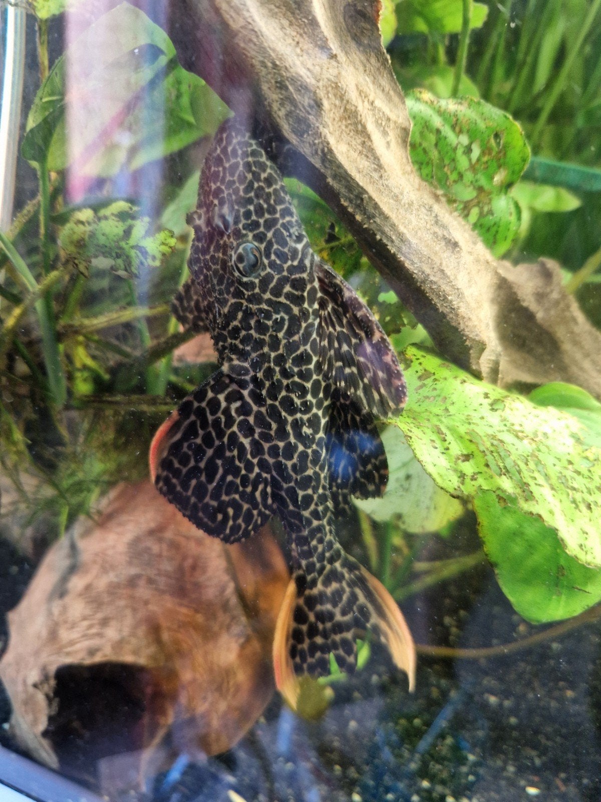 pleco L-nummers, Vis, Zoetwatervis