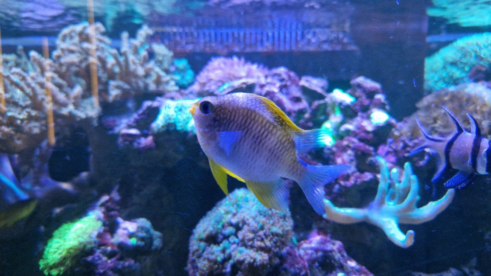 bewezen koppeltje juffertjes, Dieren en Toebehoren, Vissen | Aquariumvissen, Vis, Zoutwatervis, Schoolvis
