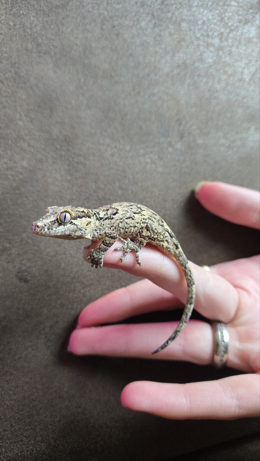 gargoyle gecko 0.0.1, Dieren en Toebehoren, Hagedis, 0 tot 2 jaar