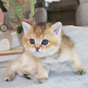 Kittens te koop