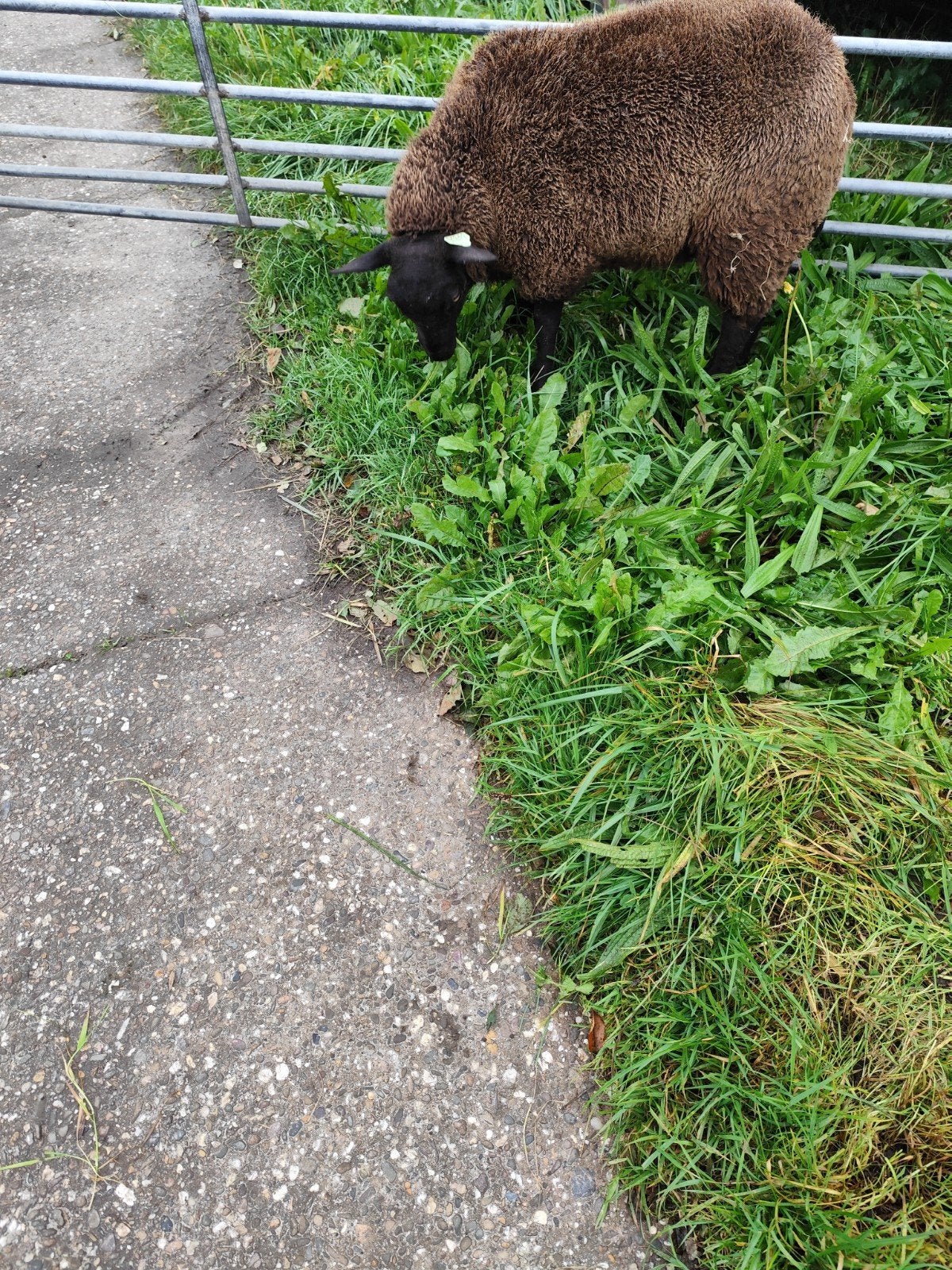 schaap, Vrouwelijk, Schaap, 0 tot 2 jaar