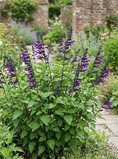 Bloeiende Salie 'Amistad' (Salvia) in pot!, Ophalen, Overige soorten, Volle zon
