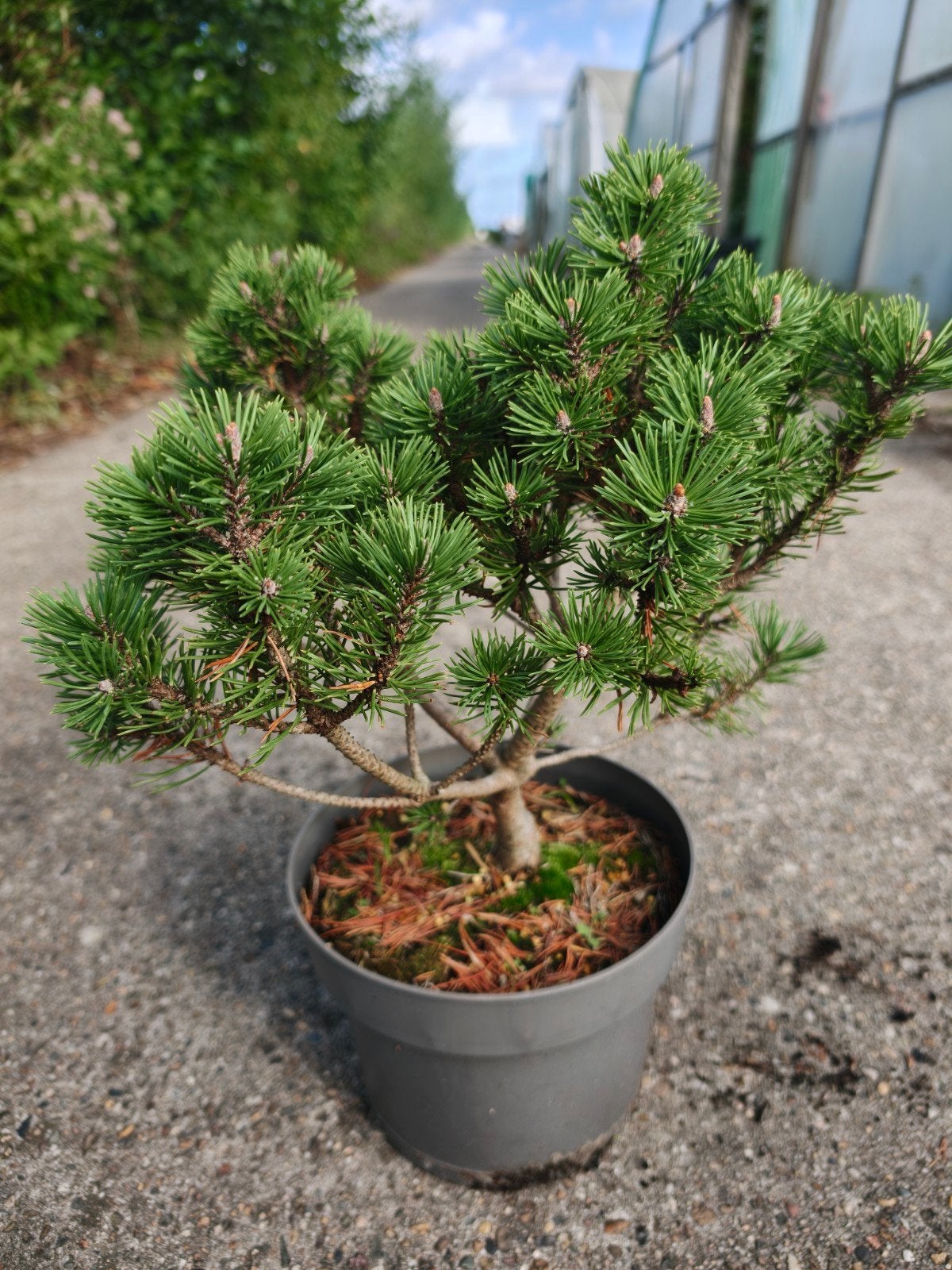Dwergden Bonsai - Pinus mugo 'Mops', Overige soorten, Volle zon, Vaste plant, Ophalen of Verzenden