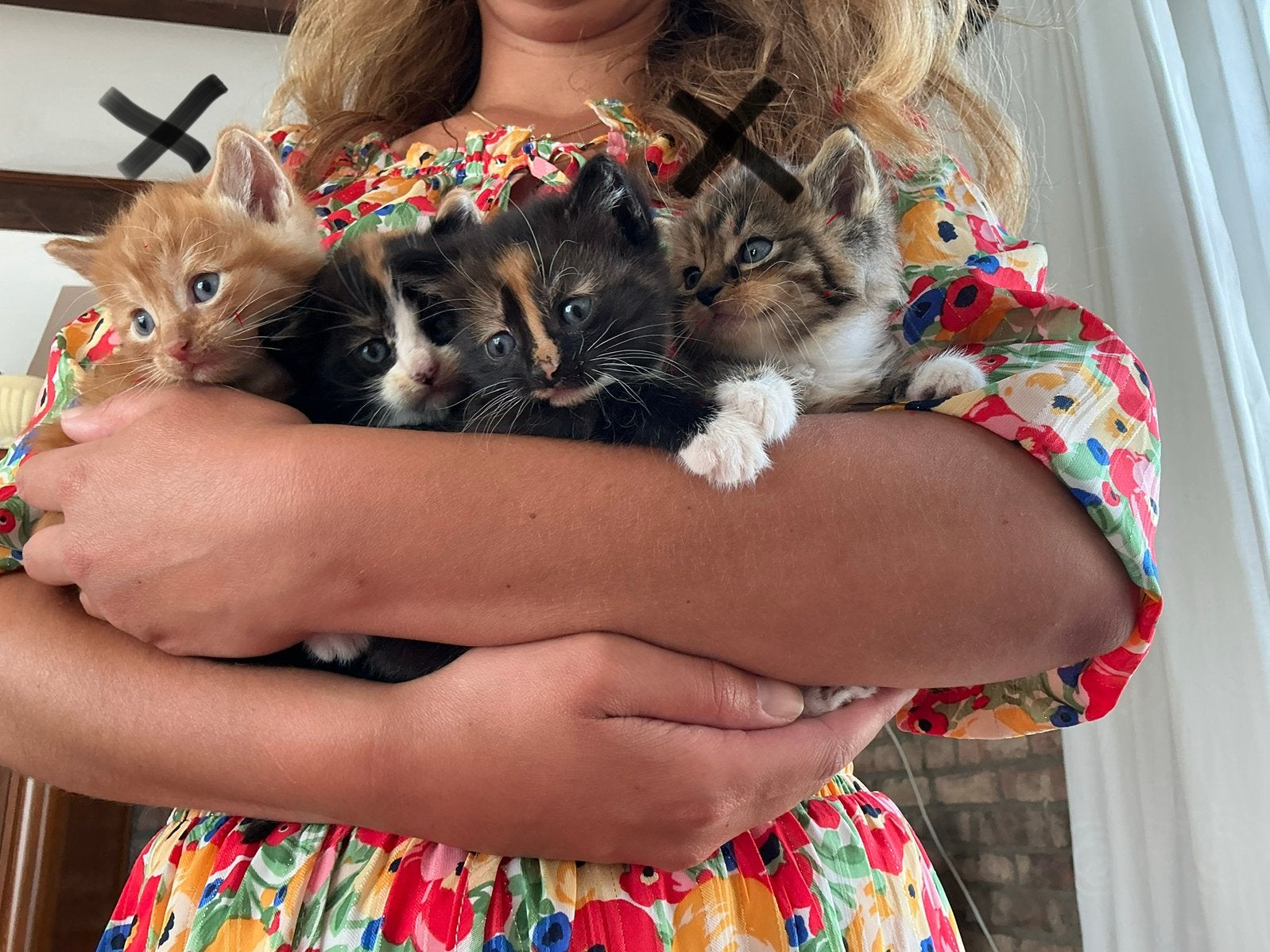 Schattige kittens te koop, Meerdere dieren, Kortharig, 0 tot 2 jaar