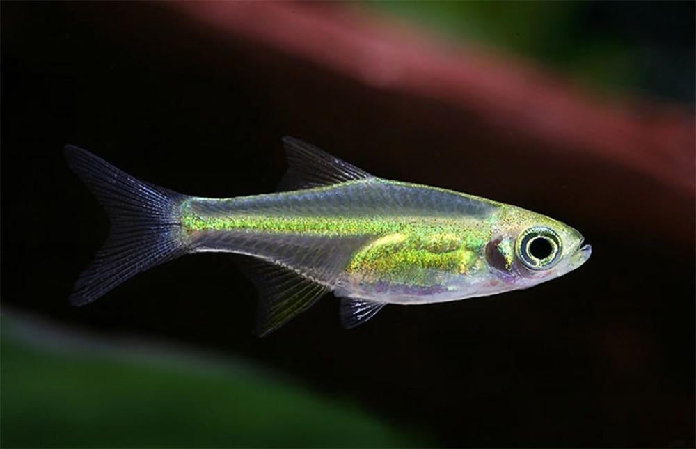 Hobbyaquarium Microdevario kubotai / Groene Rasbora, Dieren en Toebehoren, Vis, Zoetwatervis, Schoolvis