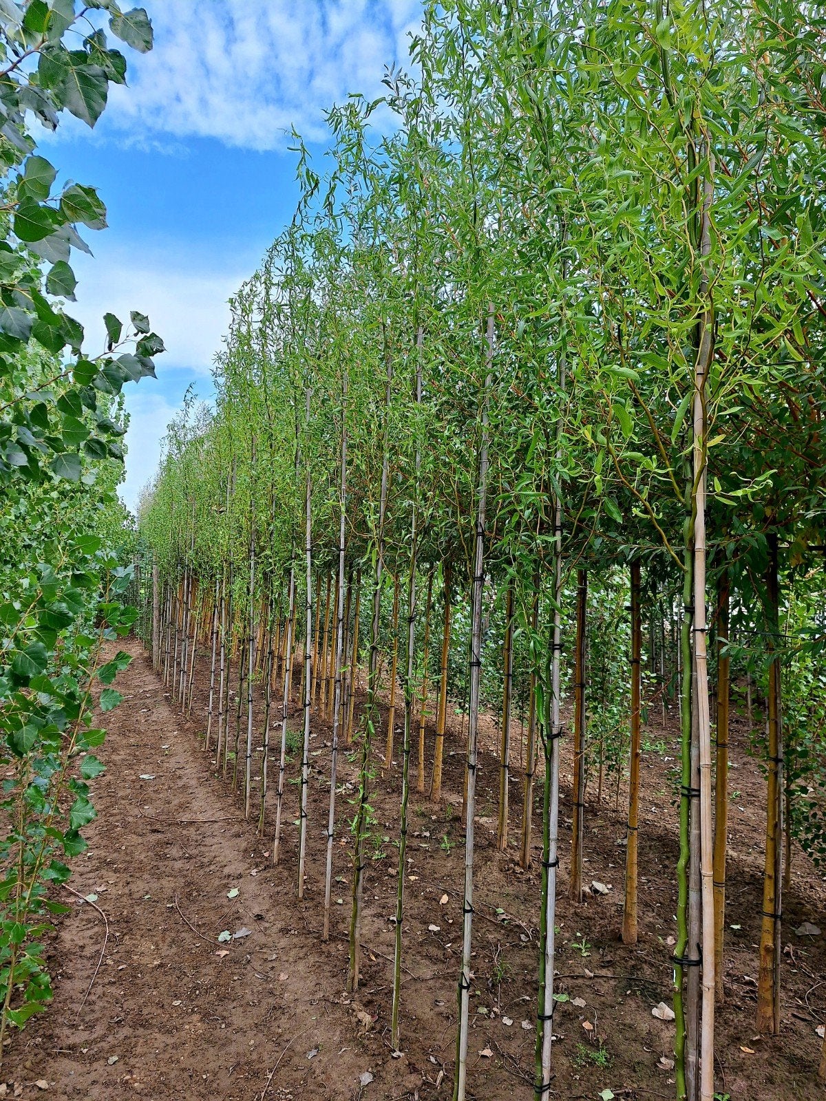 Salix babylonica 🌳 treurwilg / kronkelwilg, Ophalen, Bloeit niet, Volle zon, Overige soorten