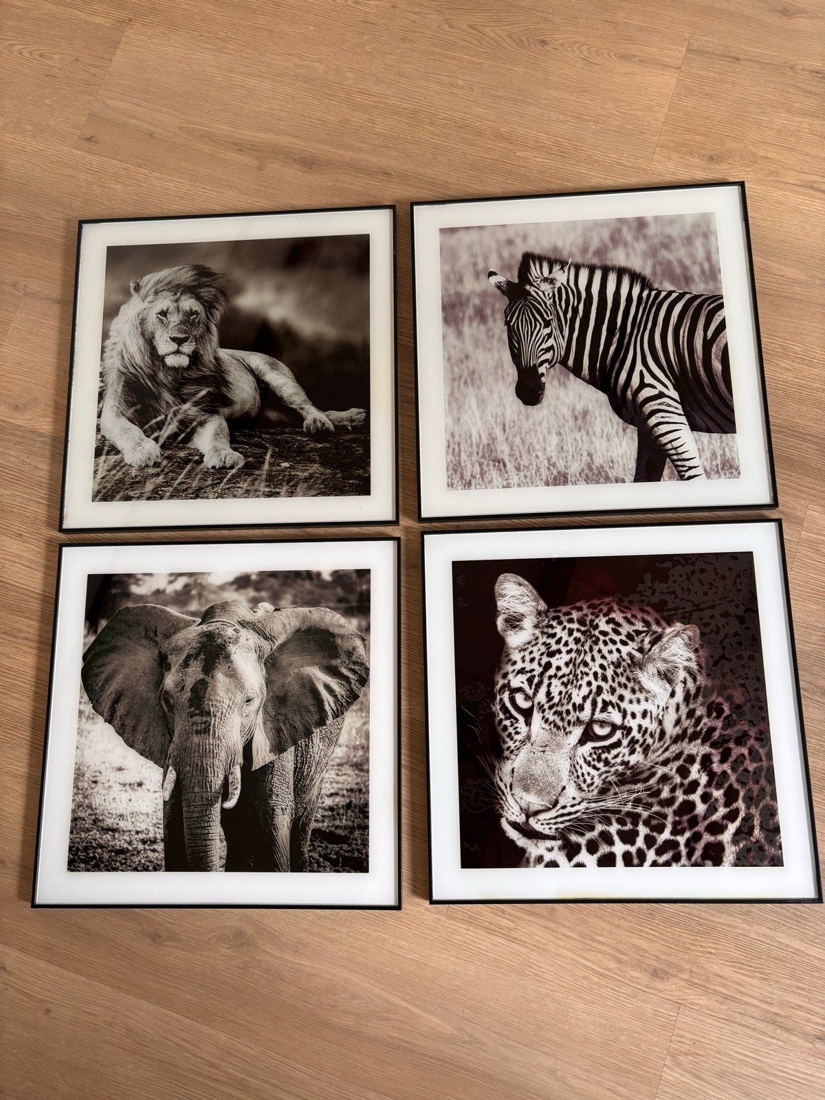 Set van 4 ingelijste zwart-wit dierenprints, Ophalen, Minder dan 50 cm, Gebruikt, Print