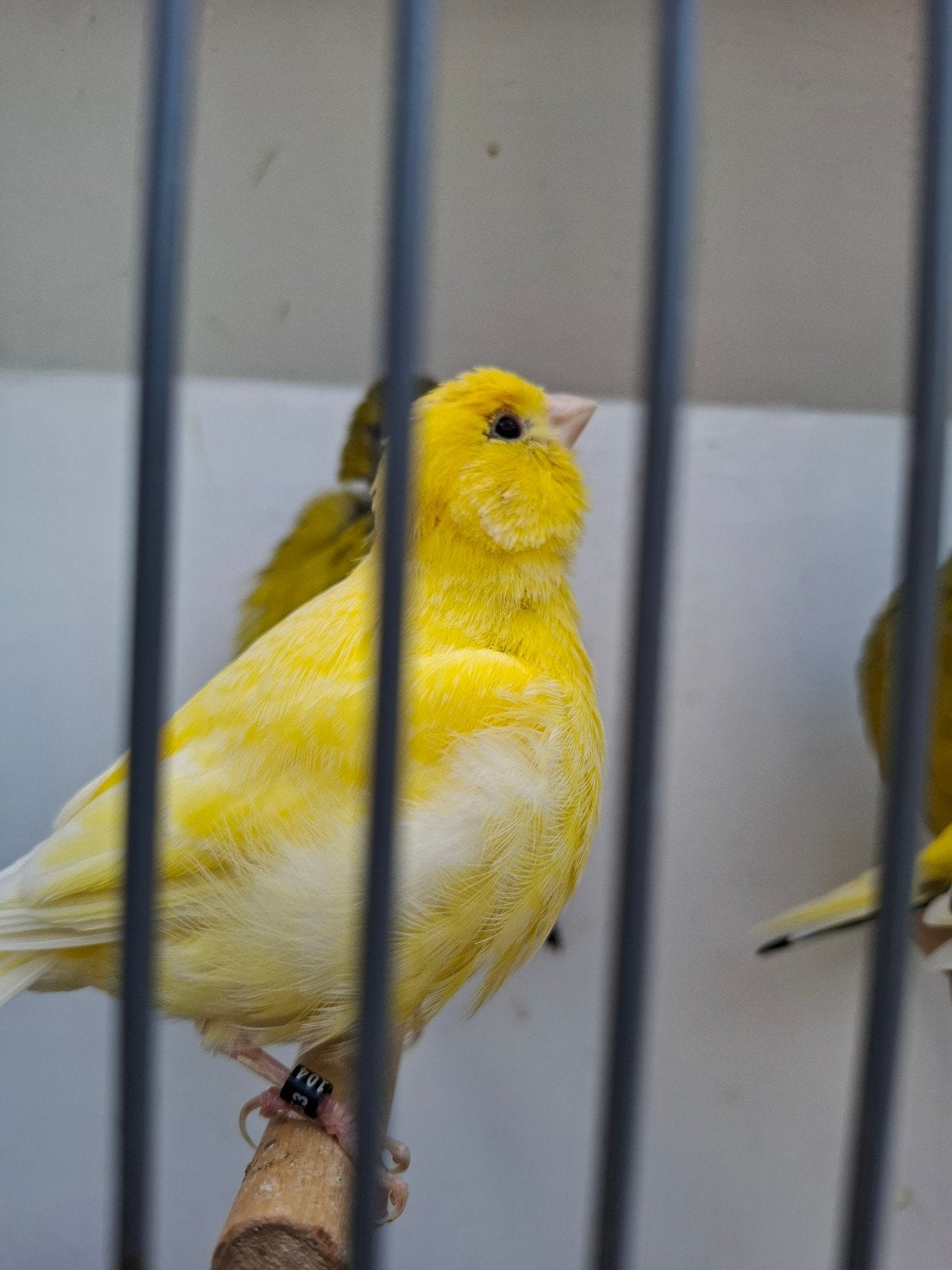 Fife fancy kanaries, Dieren en Toebehoren, Vogels | Kanaries, Meerdere dieren, Kleurkanarie