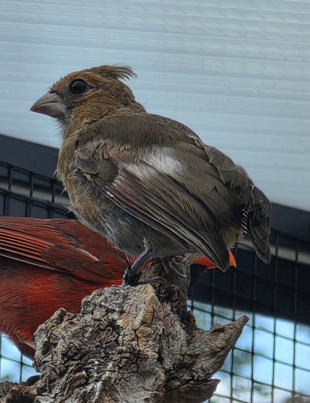 Rode Kardinaal jonge pop en man, Vrouwelijk, Wildzangvogel, Geringd