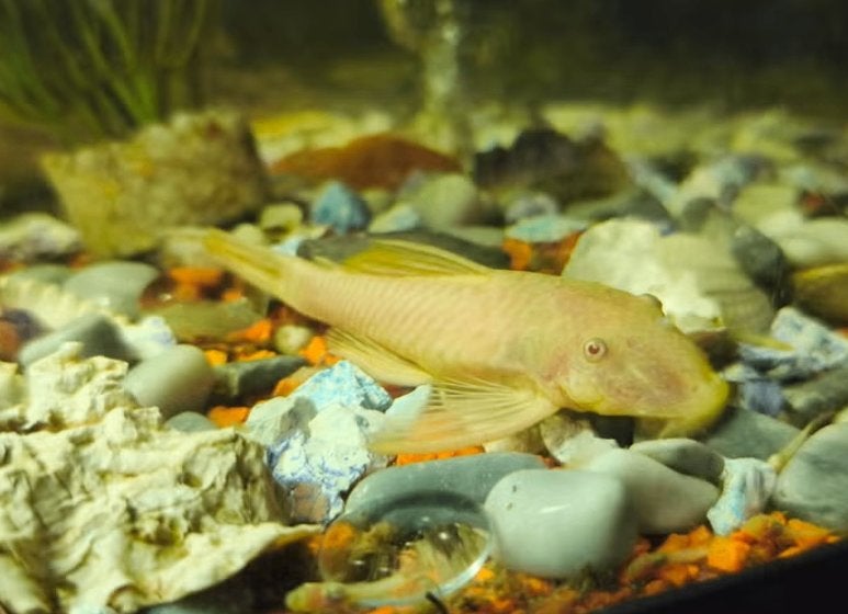Baby ancistrus gold albino ( algeneters), Dieren en Toebehoren, Vissen | Aquariumvissen, Vis, Zoetwatervis