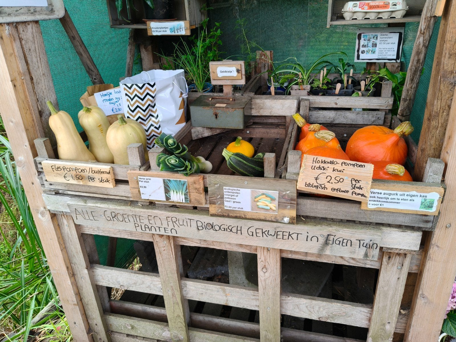 Eetbare pompoenen te koop, Ophalen of Verzenden
